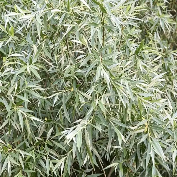 Gentle Power: Why Willow Bark Beats Salicylic Acid for Glow