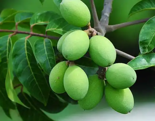 Can Olive Extract Powder Support Healthy Blood Sugar?