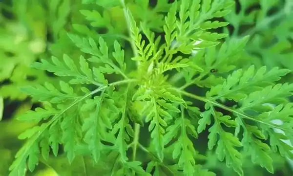 How to Select Artemisinin Powder for Custom Formulations?