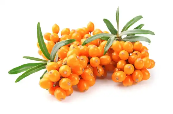 Is Organic Sea Buckthorn Seed Oil Good for Sensitive Skin?