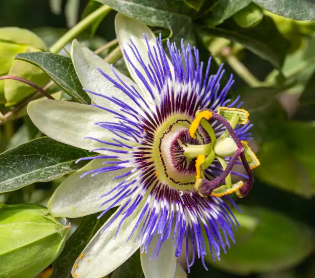 Where to Buy High Quality Passionflower Extract Powder Wholesale?