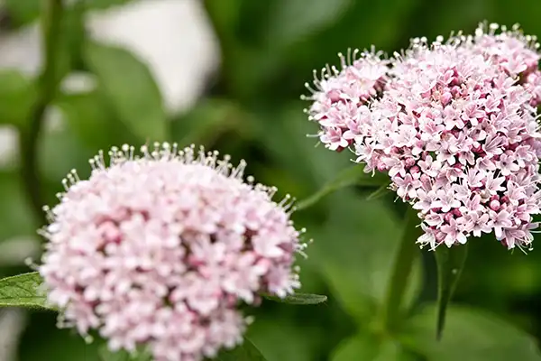 Valerian Root Extract Powder: Nature’s Solution for Insomnia