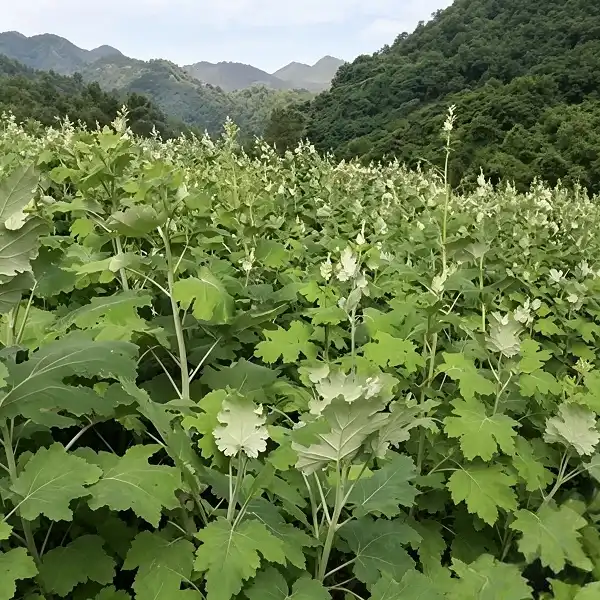 Does Macleaya Cordata Extract Help With Digestive Balance?