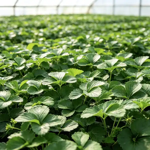 How to Source Premium Strawberry Leaf Extract in Bulk?