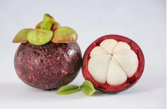 Why Source Premium Mangosteen Extract Powder for Your Brand?