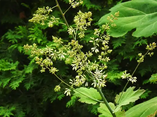 Macleaya Cordata Extract: Natural Anti-Inflammatory Ingredient