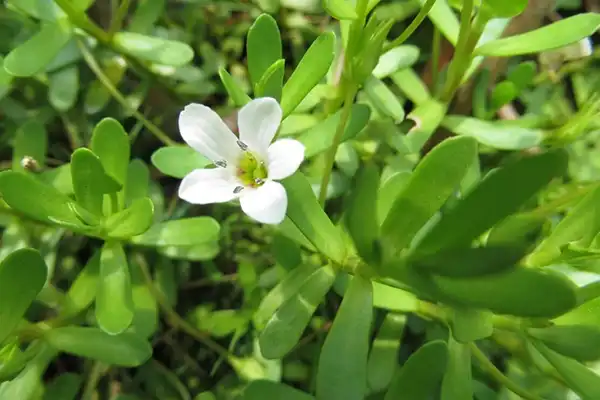 How to Identify Premium Bacopa Monnieri Extract Powder?