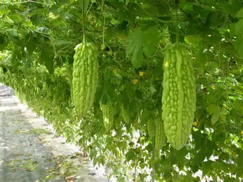 What Makes Bitter Melon Extract Powder a Valuable Botanical Ingredient?