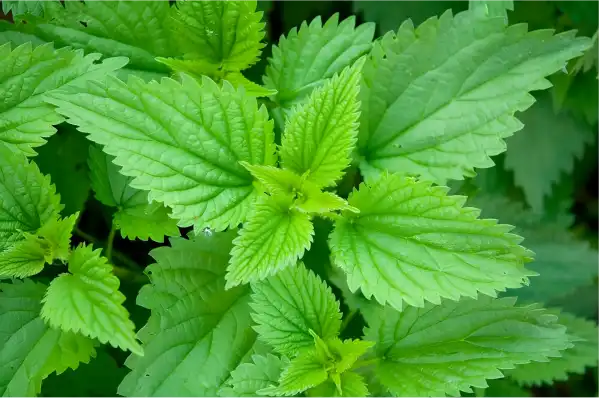 3 Easy Ways to Add Nettle Extract Powder to Your Diet