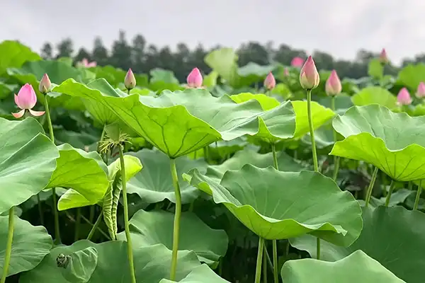 How to Source Reliable Lotus Leaf Extract from China?