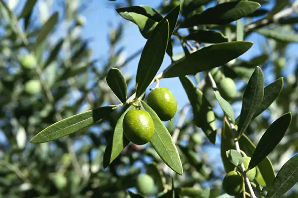 Olive Extract Powder Benefits: Antioxidant & Health Support