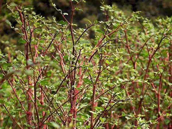 How Resveratrol in Polygonum Cuspidatum Extract Works for Wellness？