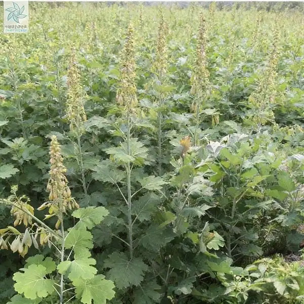 Sustainable Growth Support with Macleaya Cordata Extract