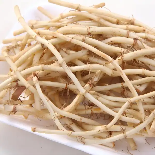 Couch Grass Rhizome Extract: Natural Support for Urinary Health