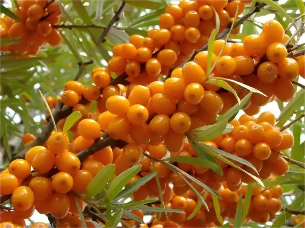 Organic Sea Buckthorn Seed Oil vs Fruit Oil Differences