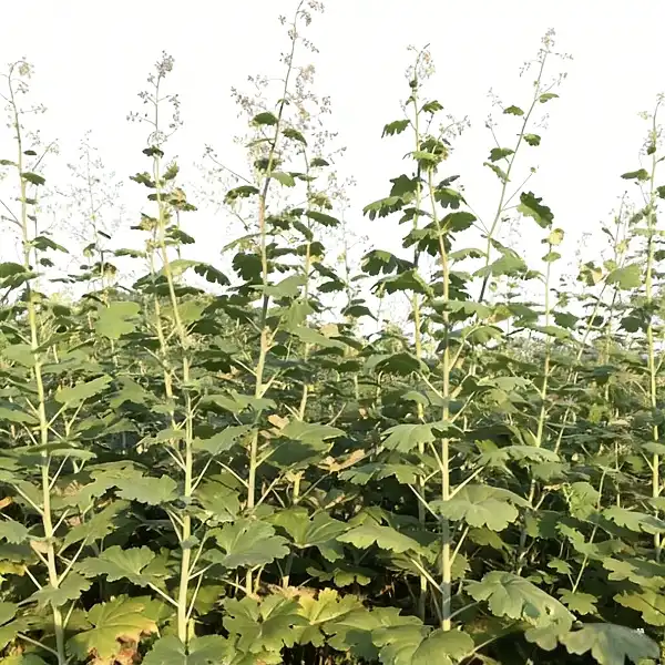 Macleaya Cordata Extract for Natural Gut Health Solutions