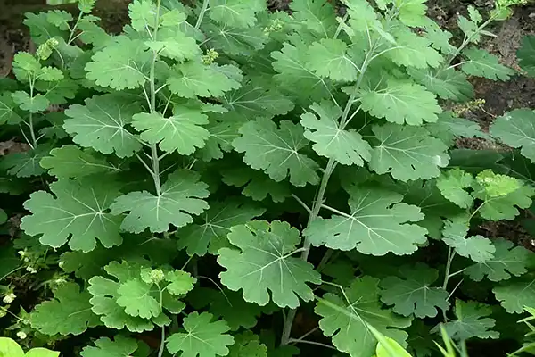 Is Macleaya Cordata Extract Effective for Swine Production?