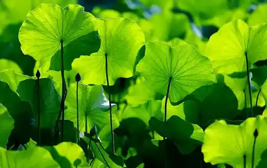 Can Lotus Leaf Extract Support Healthy Metabolism?