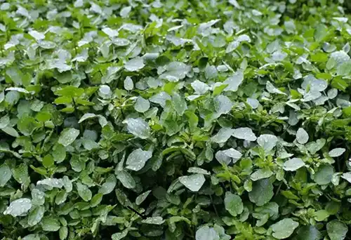 Watercress Extract Benefits: Is It Worth Adding to Your Routine?
