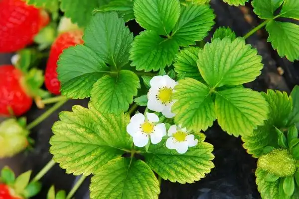 How to Select Premium Strawberry Leaf Extract Suppliers?