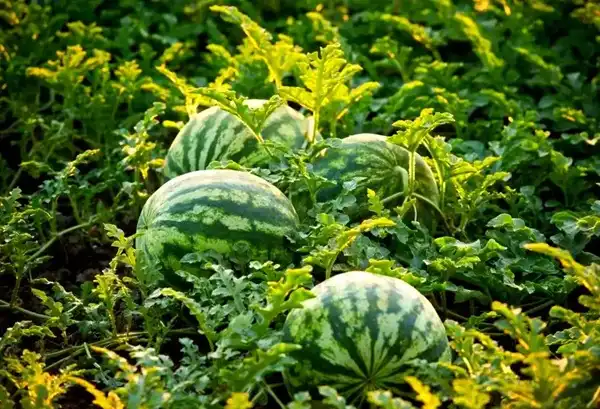 Is Watermelon Powder Good for Digestive Health?