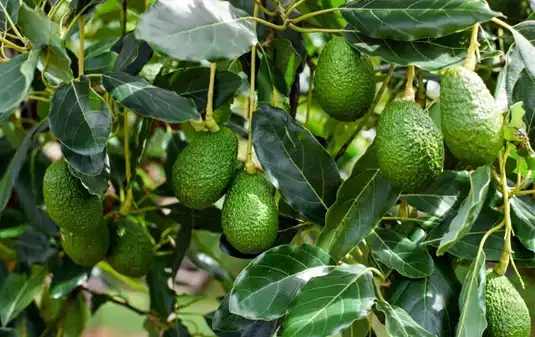 Avocado Refined Oil: A Practical Guide to Quality and Uses