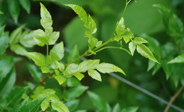 Boost Your Product Line with Premium Vine Tea Extract