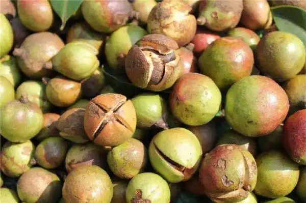 Kepiye carane milih pemasok ekstrak wiji Camellia Oleifera?