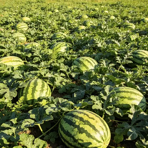 Watermelon Powder with Natural Citrulline for Performance