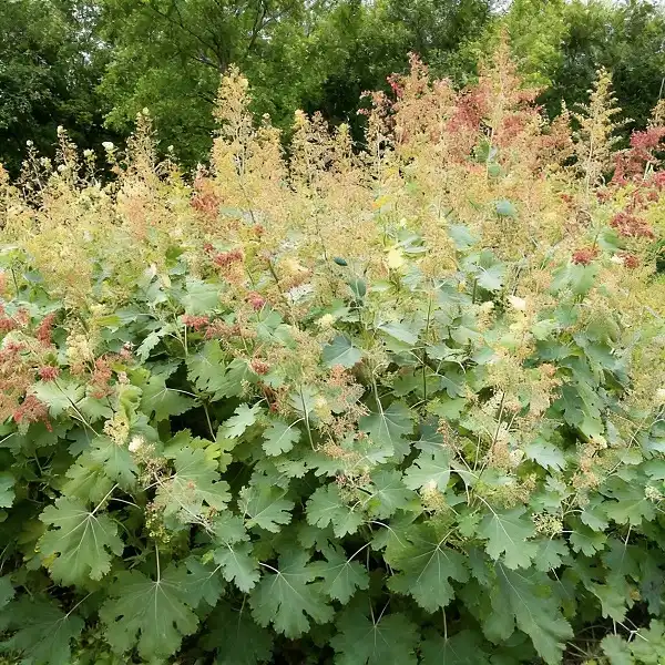 Is Macleaya Cordata Extract an Effective Natural Pesticide?