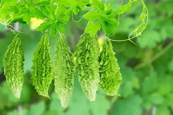 Can Bitter Melon Extract Powder Improve Digestive Wellness?