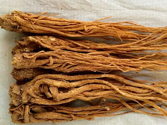 How does Angelica extract support digestion?