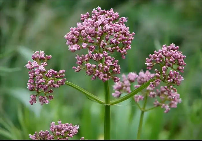 What Applications Benefit From Valerian Root Extract Powder?