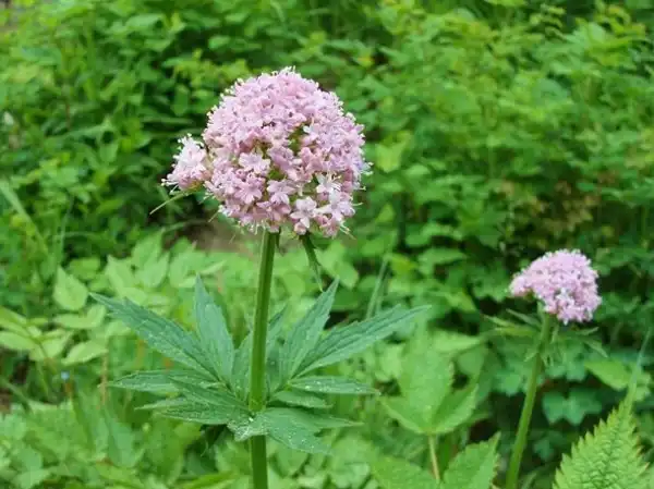 Valerian Root Extract Powder for Anxiety & Restlessness Relief