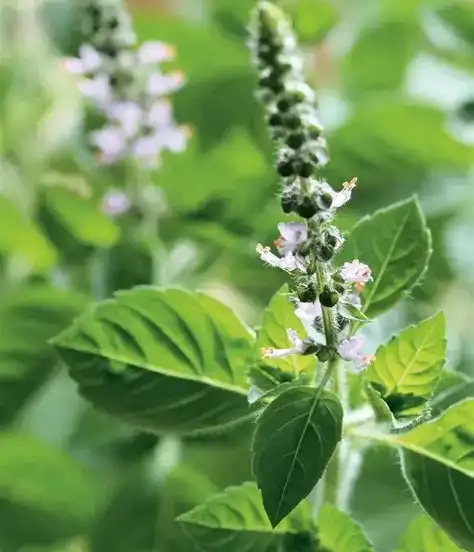Holy Basil Extract Powder Benefits and Uses Explained