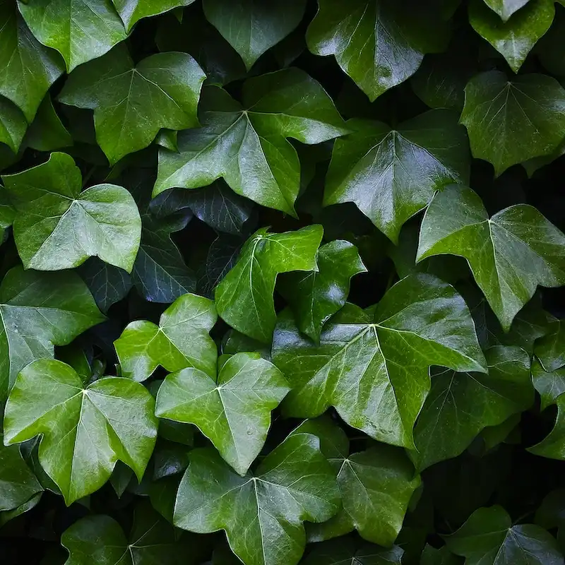 Why Choose Natural Ivy Extract Powder for Health Products?