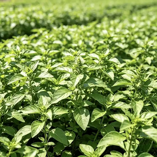 Holy Basil Extract Powder Supplier with Strict Quality Control