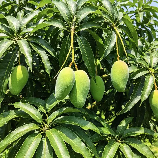 Mango Leaf Extract Powder Market Trends: What to Expect?