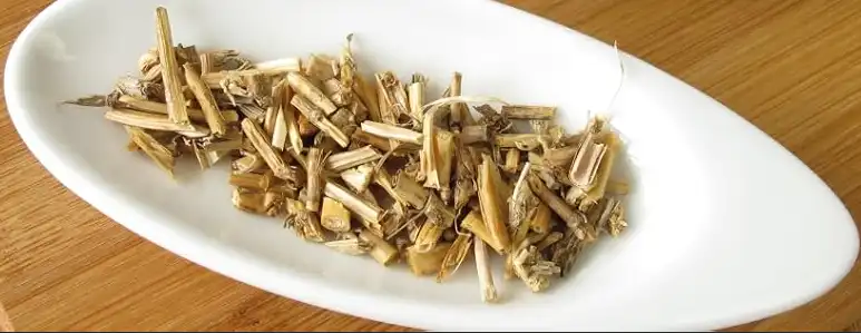 Can Couch Grass Rhizome Extract Enhance Water Balance?