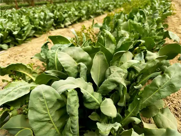 Top Uses and Benefits of Isatis Root Extract in Formulation