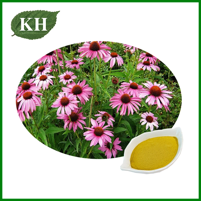 Echinacea purpurea Extrait