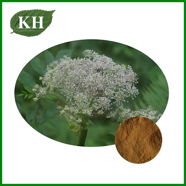Extractum Rhizomatis Ligustici