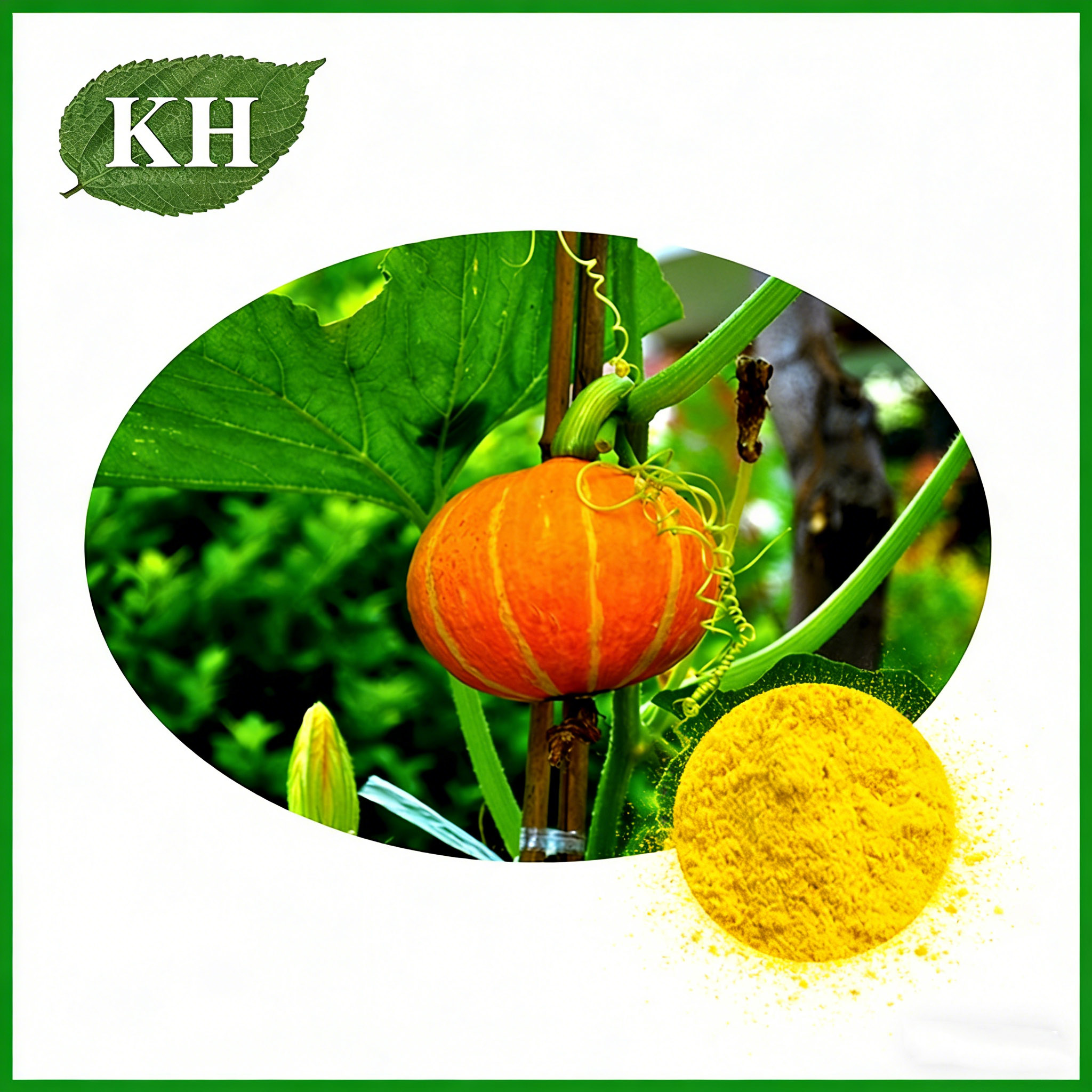 Pumpkin Powder Pumpkin Powder