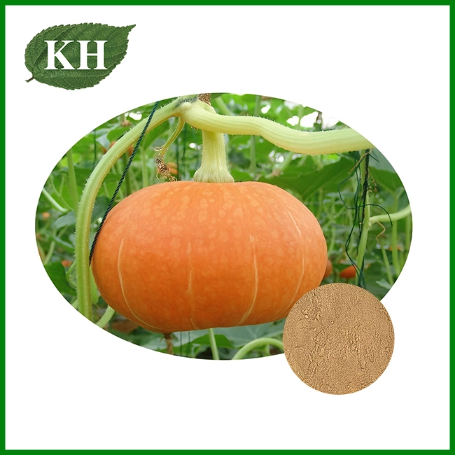 Cucurbita semen extractum pulveris Cucurbita semen extractum pulveris