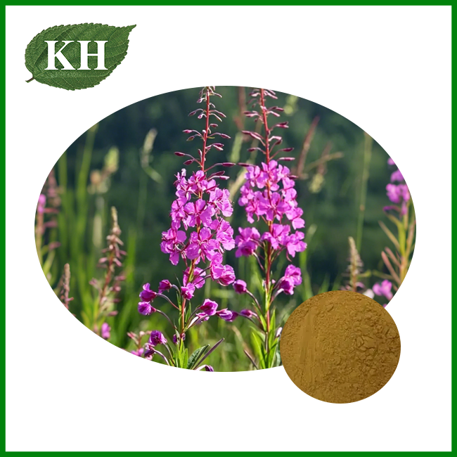Ekstrak Epilobium Angustifolium