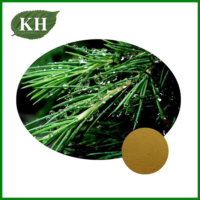 Ekstrak Jarum Pinus Ekstrak Jarum Pinus