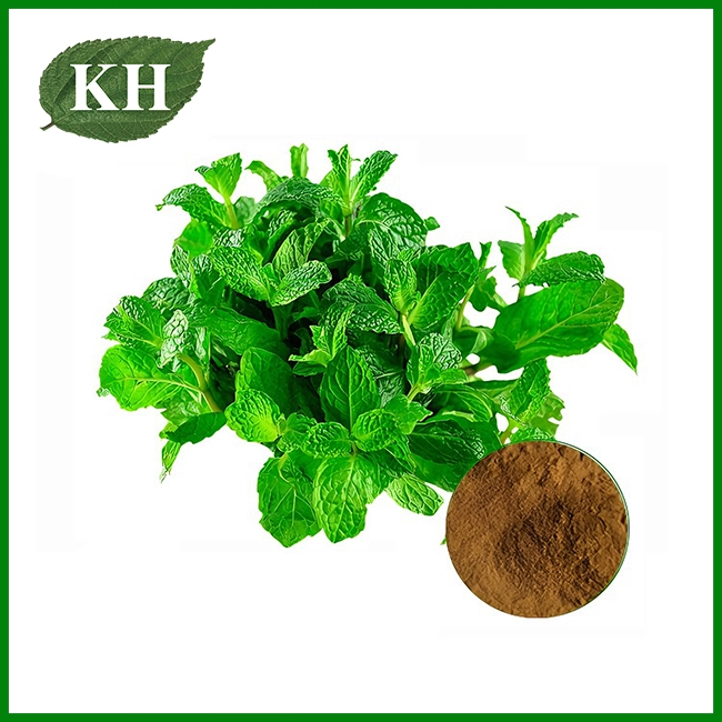 Polvo de extracto de menta