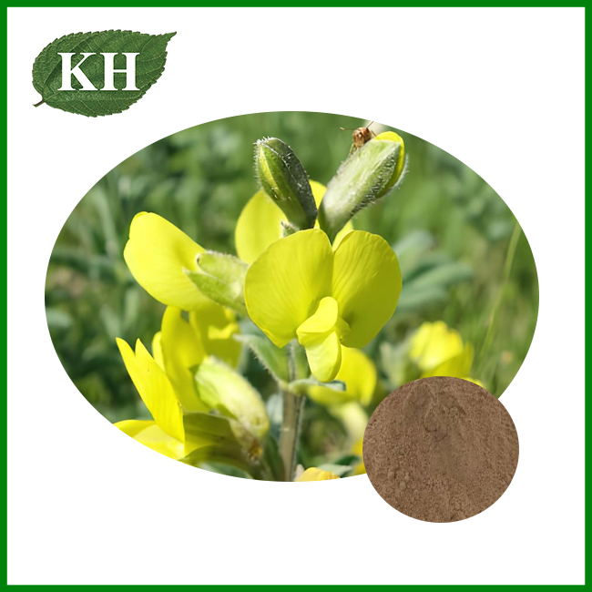 Ekstrak Thermopsis Lanceolata