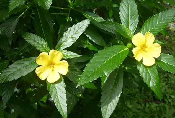 Damiana Leaf Extract Powder
