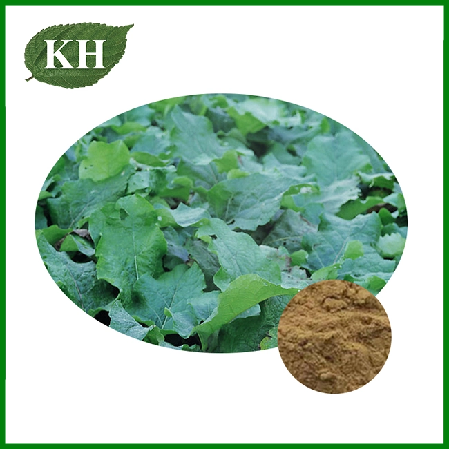 Burdock Extract Pulvis
